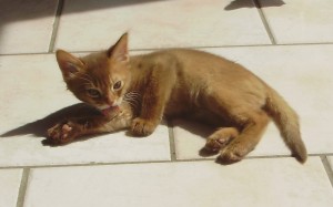 chaton somali mâle sorrel